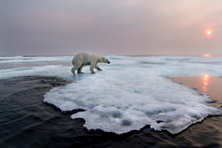 Illustration for article titled The best nature photo of the year is this badass polar bear